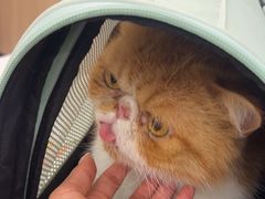 -艾贝尔宠物医院·24H转诊中心·肿瘤猫专科(江宁双龙店)