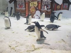 -大连圣亚海洋世界