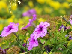 -长春市南湖公园