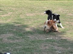 -趣多多宠物公园·宠物训犬学校·宠物寄养