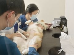 -联合动物医院(光谷诊疗中心)