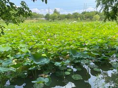 -上海长兴岛郊野公园