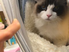 -艾贝尔宠物医院·宠保定点·超声绝育·免疫点(樱花路店)