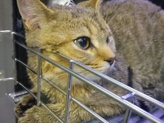 -PETKIT 小佩宠物·低压洗护·美容·寄养(安远店)