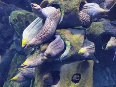 -珠海长隆海洋王国