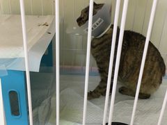 -美联众合动物医院·24h京西诊疗中心