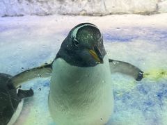 -芜湖新华联大白鲸海洋公园