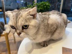-猫咪派对(江南西店)