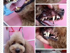 -爱宠屋pet shop·宠物洗澡·宠物美容