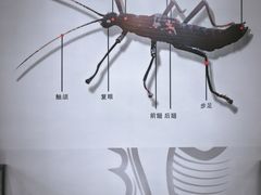 -凯德广场(西城店)