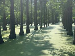 -渌洋湖湿地公园