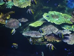 -暹罗海洋世界