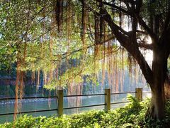-晓港公园