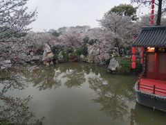 -高东镇樱花园