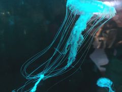 -重庆欢乐海底世界