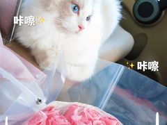 -屋虎猫馆(宝安大仟里店)