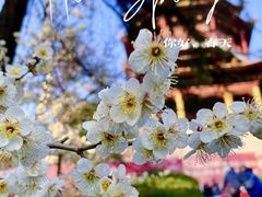 -南京雨花台风景区