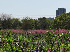-南汇桃花村