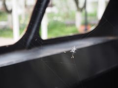 -杭州湾海上花田景区