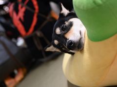-逗柴咖啡屋·狗咖猫咖宠物桌游