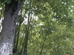 -复旦大学附属华山医院(浦东院区)