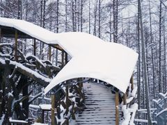 -横道河子东北虎林园