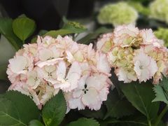 -双季花艺园艺市场(浦东店)
