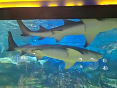 -烟台海昌鲸鲨海洋公园