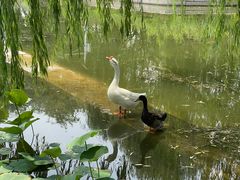 -莲花池公园