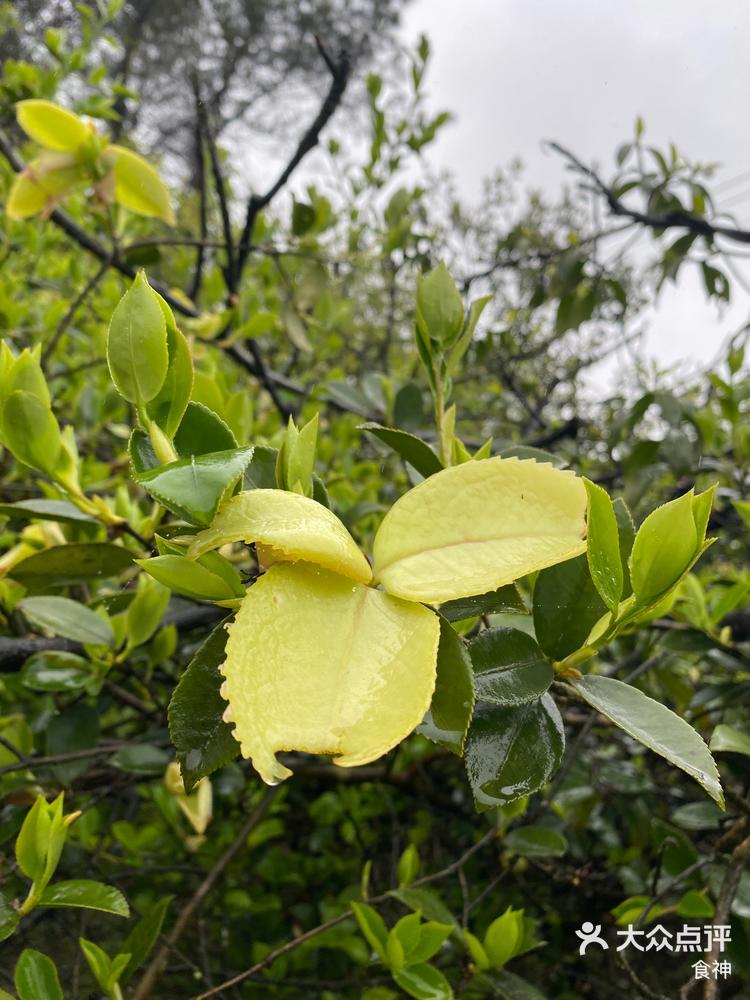 茶片果实图片