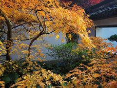 -上海醉白池公园