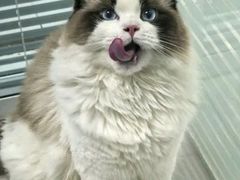 -纳吉亚猫专科动物诊疗中心(蒋宅口分院)