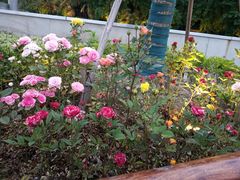 -摆渡站(董家渡站)