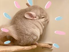 -龙猫仔乐园(惠福东路店)