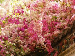 -深圳国际园林花卉博览园