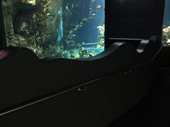 -瑞普利水族馆