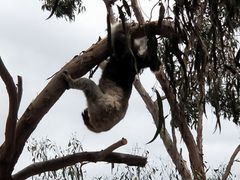 -威勒比开放式动物园