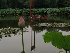 -陈家山荷花公园