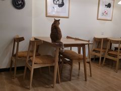 大堂-滚猫咖啡·猫咖·猫友好撸猫(未来城店)