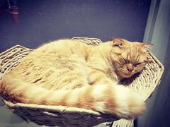 -藏猫猫咖啡主题馆(中央大道店)