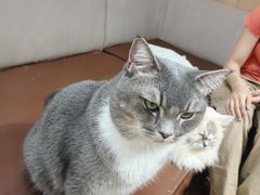 -MOCHA明星猫咖(田子坊店)