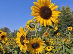 -汉长安城未央宫国家考古遗址公园