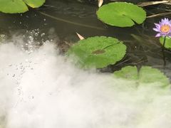 -放鹰台遗址