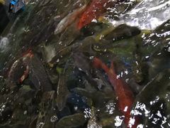 鱼-都斛海鲜街