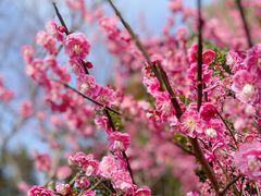 -杭州半山国家森林公园