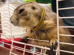 -钓仓鼠(洋桥北里小区店)