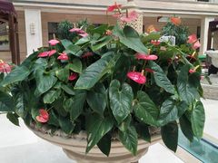 -中家鑫园温泉酒店鑫悦汤泉