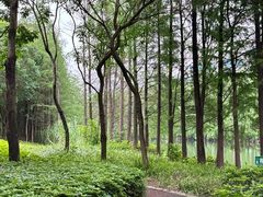 -顺峰山公园
