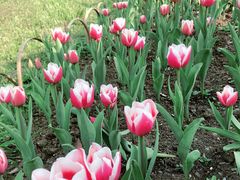 -百美汇影城(LUXE嘉里中心店)