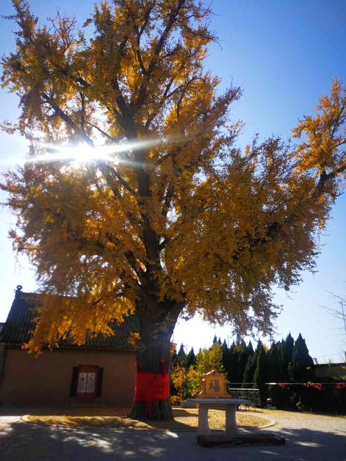 永兴寺-"大连营城子永兴寺千年银杏:感受一千三百余."-大众点评移动版